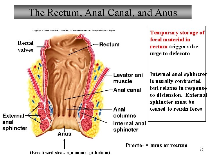 The Rectum, Anal Canal, and Anus Rectal valves Temporary storage of fecal material in