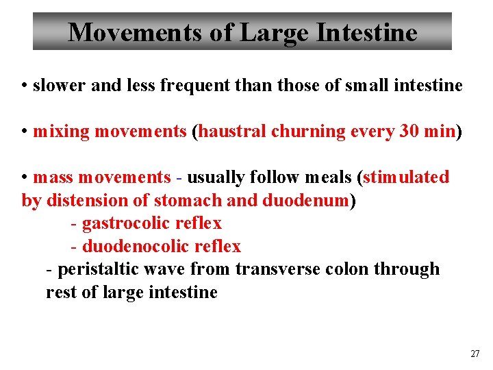 Movements of Large Intestine • slower and less frequent than those of small intestine