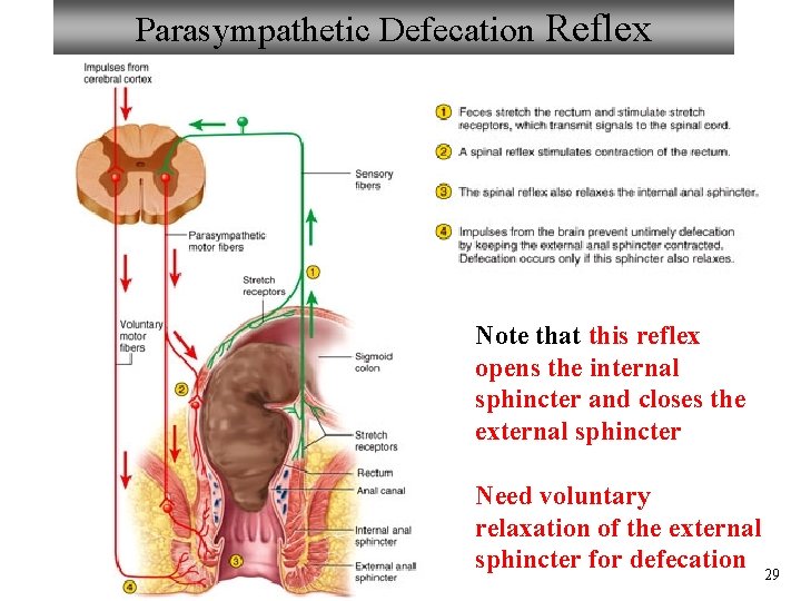 Parasympathetic Defecation Reflex Note that this reflex opens the internal sphincter and closes the