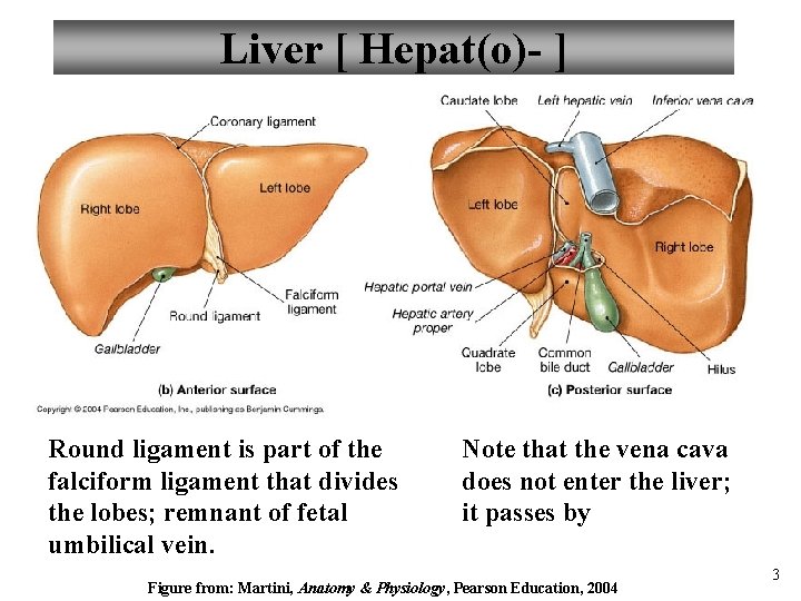 Liver [ Hepat(o)- ] Round ligament is part of the falciform ligament that divides
