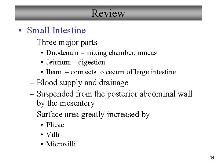 Review • Small Intestine – Three major parts • Duodenum – mixing chamber; mucus