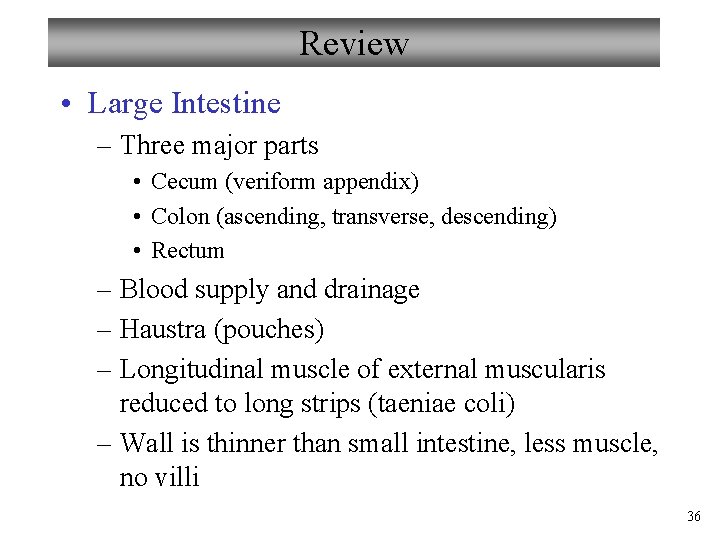 Review • Large Intestine – Three major parts • Cecum (veriform appendix) • Colon
