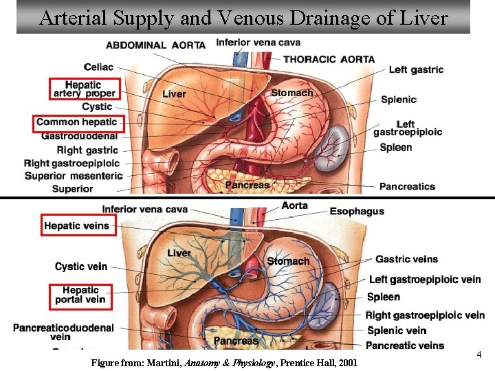 Arterial Supply and Venous Drainage of Liver Figure from: Martini, Anatomy & Physiology, Prentice