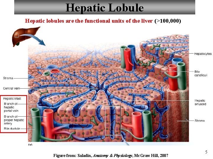 Hepatic Lobule Hepatic lobules are the functional units of the liver (>100, 000) Figure