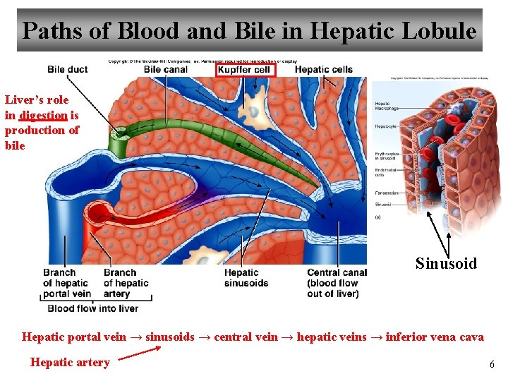 Paths of Blood and Bile in Hepatic Lobule Liver’s role in digestion is production