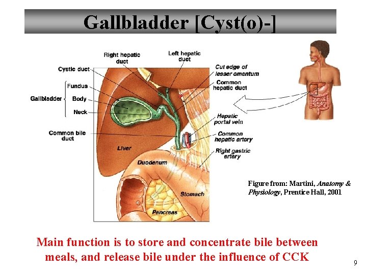 Gallbladder [Cyst(o)-] Figure from: Martini, Anatomy & Physiology, Prentice Hall, 2001 Main function is