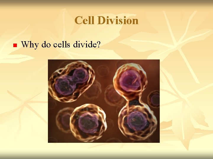 Cell Division n Why do cells divide? 