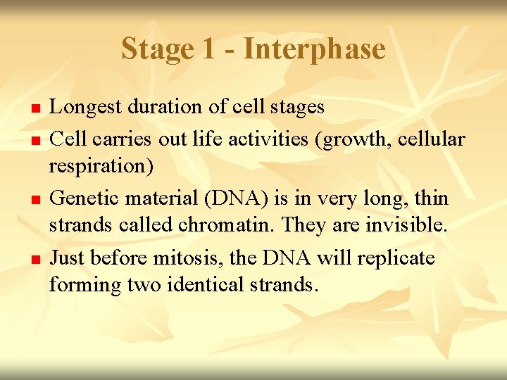 Stage 1 - Interphase n n Longest duration of cell stages Cell carries out