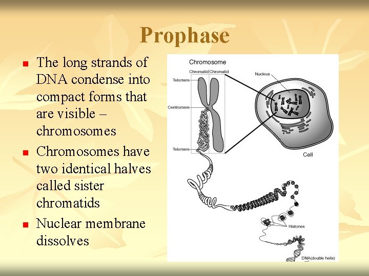 Prophase n n n The long strands of DNA condense into compact forms that