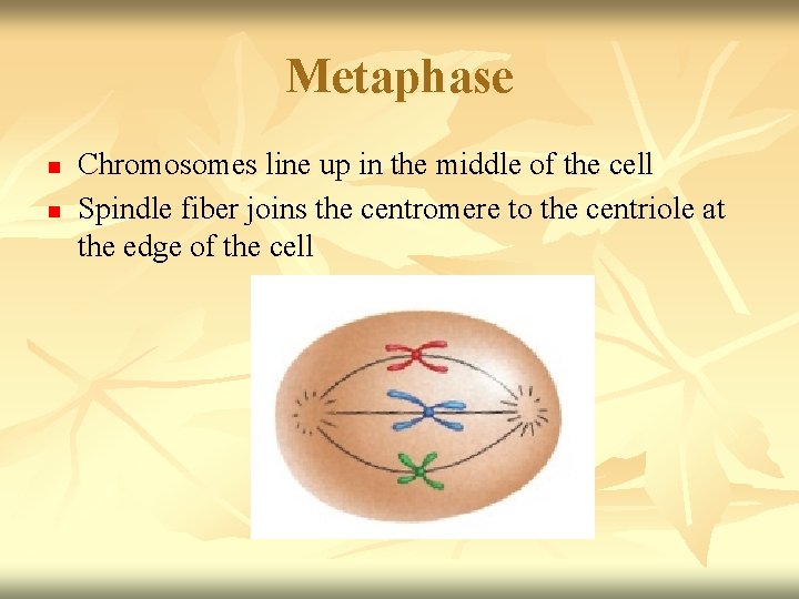 Metaphase n n Chromosomes line up in the middle of the cell Spindle fiber