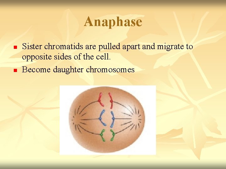 Anaphase n n Sister chromatids are pulled apart and migrate to opposite sides of