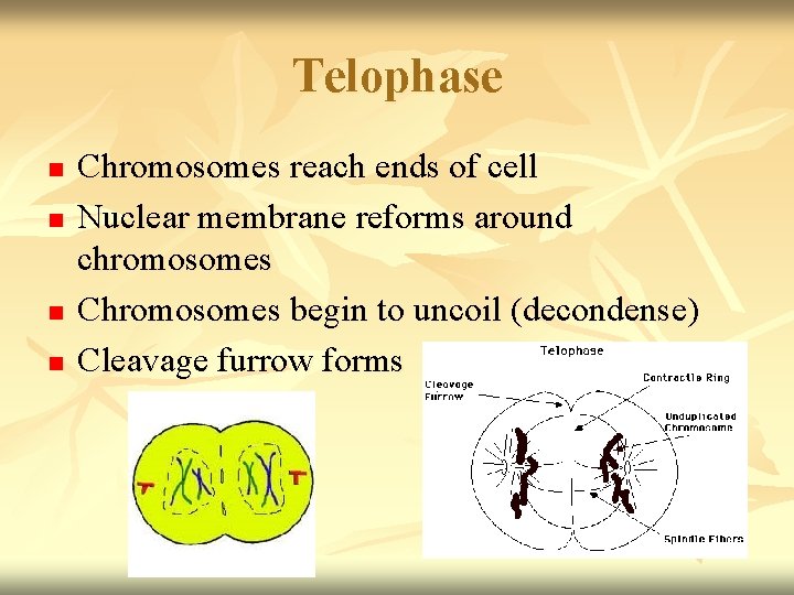 Telophase n n Chromosomes reach ends of cell Nuclear membrane reforms around chromosomes Chromosomes