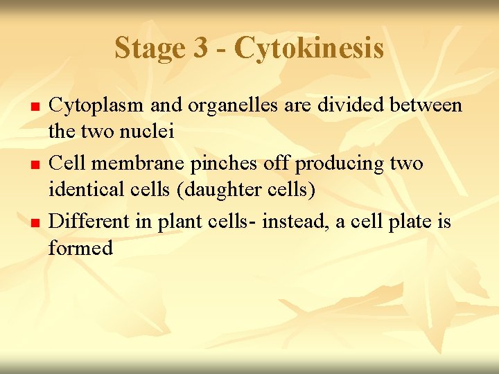 Stage 3 - Cytokinesis n n n Cytoplasm and organelles are divided between the