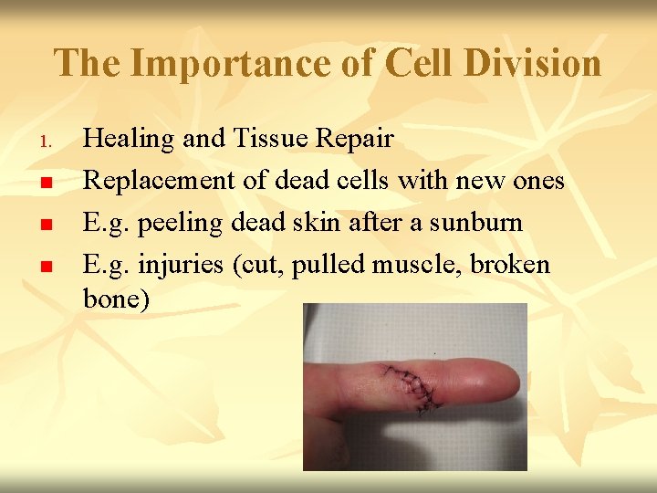 The Importance of Cell Division 1. n n n Healing and Tissue Repair Replacement