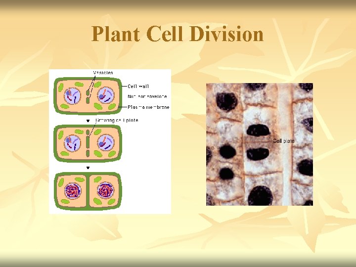 Plant Cell Division 