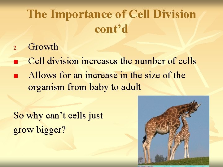 The Importance of Cell Division cont’d 2. n n Growth Cell division increases the