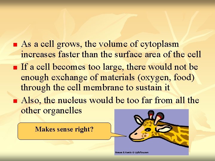 n n n As a cell grows, the volume of cytoplasm increases faster than