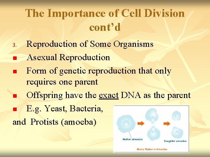 The Importance of Cell Division cont’d Reproduction of Some Organisms n Asexual Reproduction n