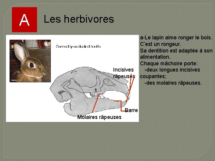 A Les herbivores a-Le lapin aime ronger le bois. C’est un rongeur. Sa dentition