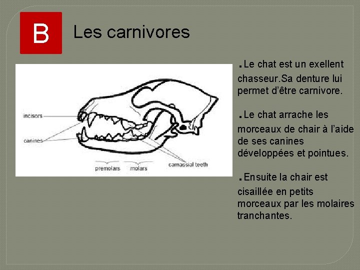 B Les carnivores . Le chat est un exellent chasseur. Sa denture lui permet