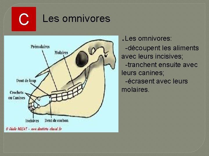 C Les omnivores . Les omnivores: -découpent les aliments avec leurs incisives; -tranchent ensuite