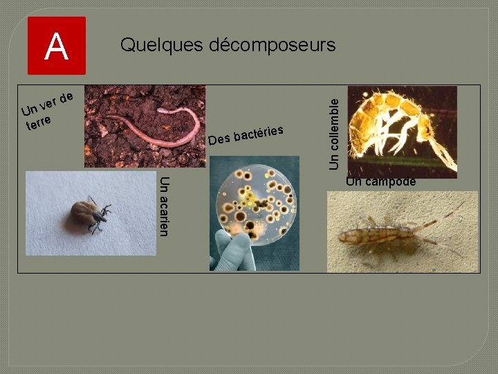Quelques décomposeurs e rd e v Un e terr ries té Des bac Un