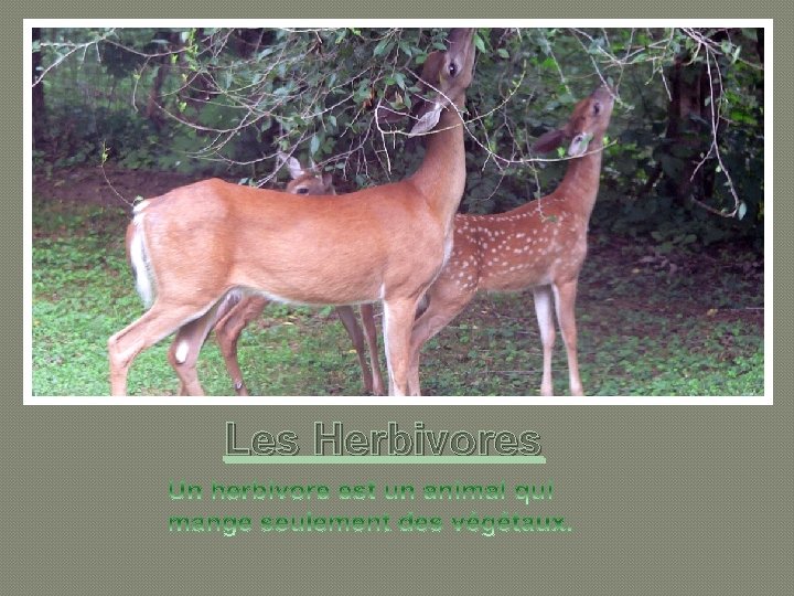 Les Herbivores 