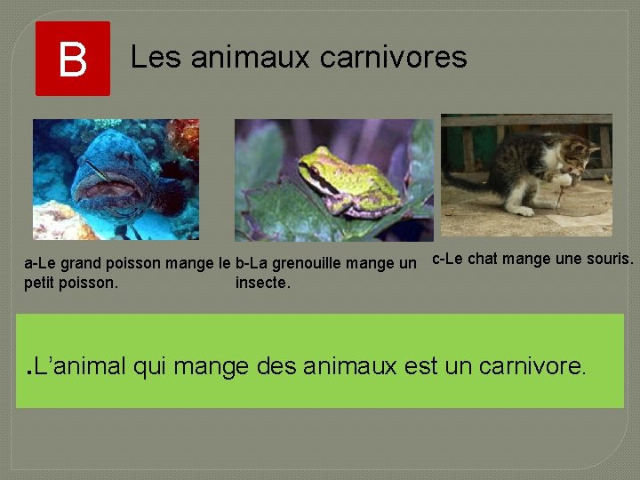 B Les animaux carnivores a-Le grand poisson mange le b-La grenouille mange un c-Le