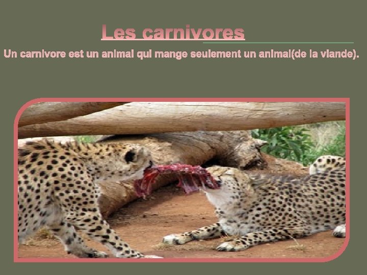 Un carnivore est un animal qui mange seulement un animal(de la viande). 