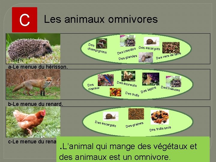 C Les animaux omnivores Des cham p Des escargots tes sec es in ignon