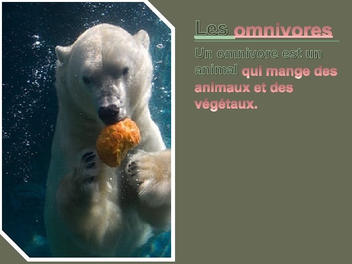 Les Un omnivore est un animal 
