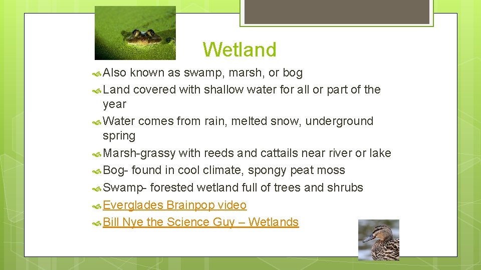 Wetland Also known as swamp, marsh, or bog Land covered with shallow water for