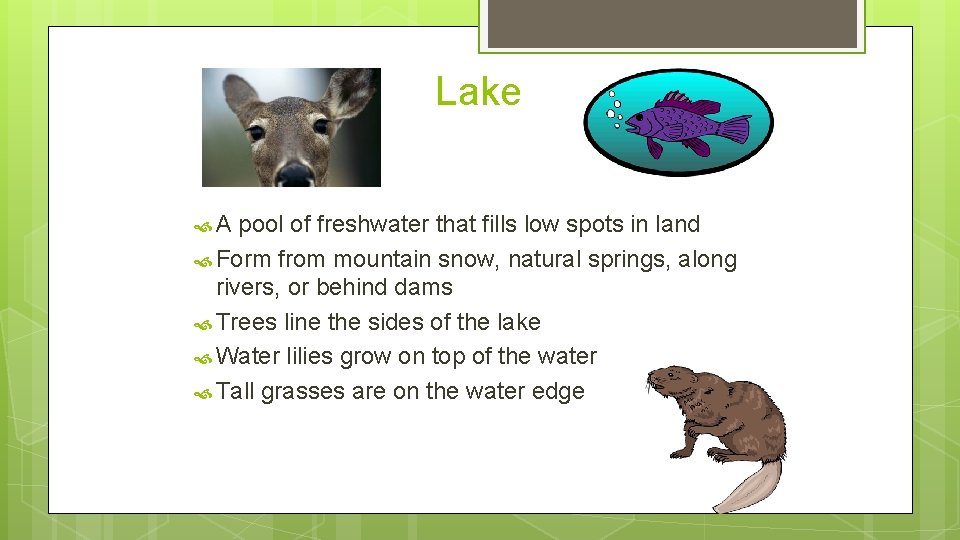 Lake A pool of freshwater that fills low spots in land Form from mountain