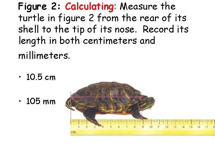 Figure 2: Calculating: Measure the turtle in figure 2 from the rear of its