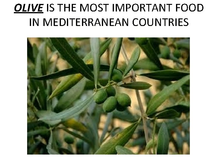 OLIVE IS THE MOST IMPORTANT FOOD IN MEDITERRANEAN COUNTRIES 