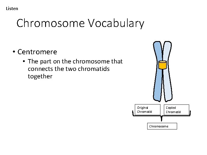 Listen Chromosome Vocabulary • Centromere • The part on the chromosome that connects the