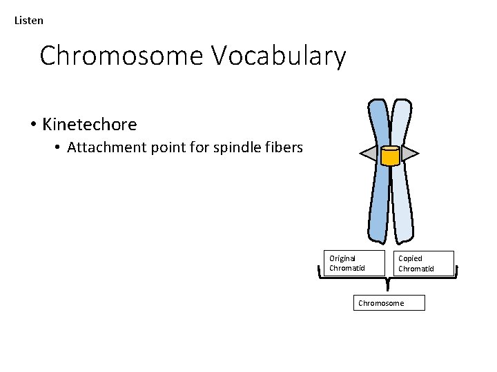 Listen Chromosome Vocabulary • Kinetechore • Attachment point for spindle fibers Original Chromatid Copied