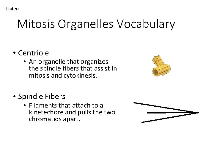 Listen Mitosis Organelles Vocabulary • Centriole • An organelle that organizes the spindle fibers