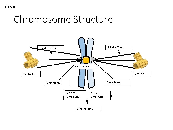 Listen Chromosome Structure Spindle Fibers Centromere Centriole Kinetechore Original Chromatid Copied Chromatid Chromosome 