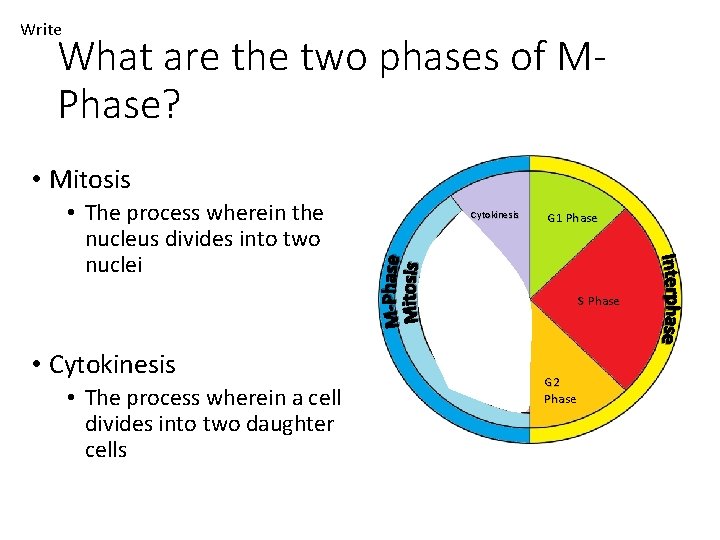 Write What are the two phases of MPhase? • Mitosis • The process wherein