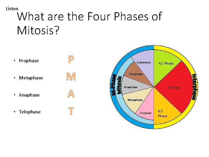 Listen What are the Four Phases of Mitosis? • Prophase • Metaphase • Anaphase