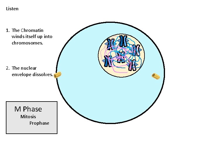Listen 1. The Chromatin winds itself up into chromosomes. 2. The nuclear envelope dissolves.