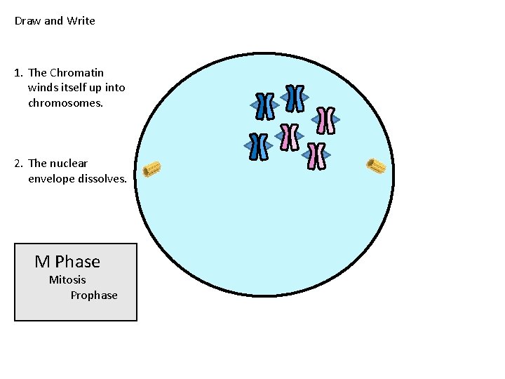 Draw and Write 1. The Chromatin winds itself up into chromosomes. 2. The nuclear