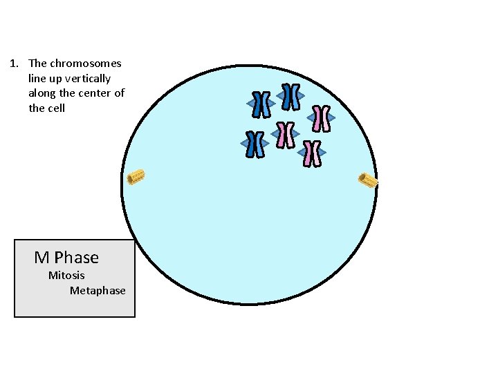 1. The chromosomes line up vertically along the center of the cell M Phase