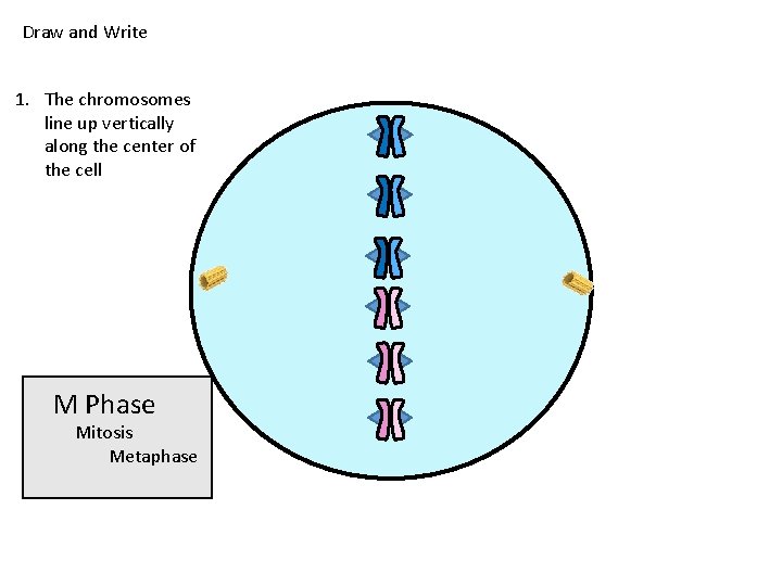 Draw and Write 1. The chromosomes line up vertically along the center of the