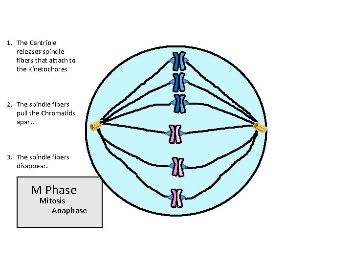 1. The Centriole releases spindle fibers that attach to the Kinetochores 2. The spindle