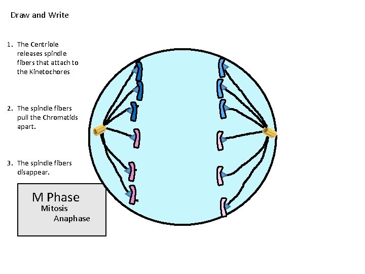 Draw and Write 1. The Centriole releases spindle fibers that attach to the Kinetochores