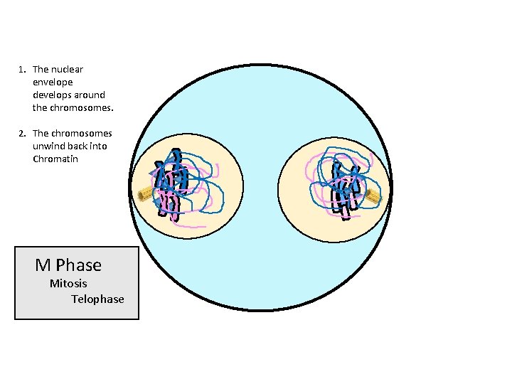 1. The nuclear envelope develops around the chromosomes. 2. The chromosomes unwind back into