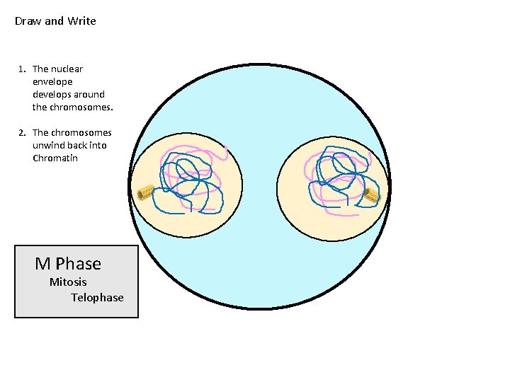 Draw and Write 1. The nuclear envelope develops around the chromosomes. 2. The chromosomes