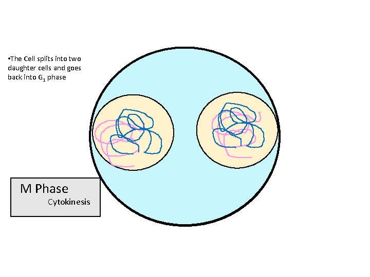  • The Cell splits into two daughter cells and goes back into G